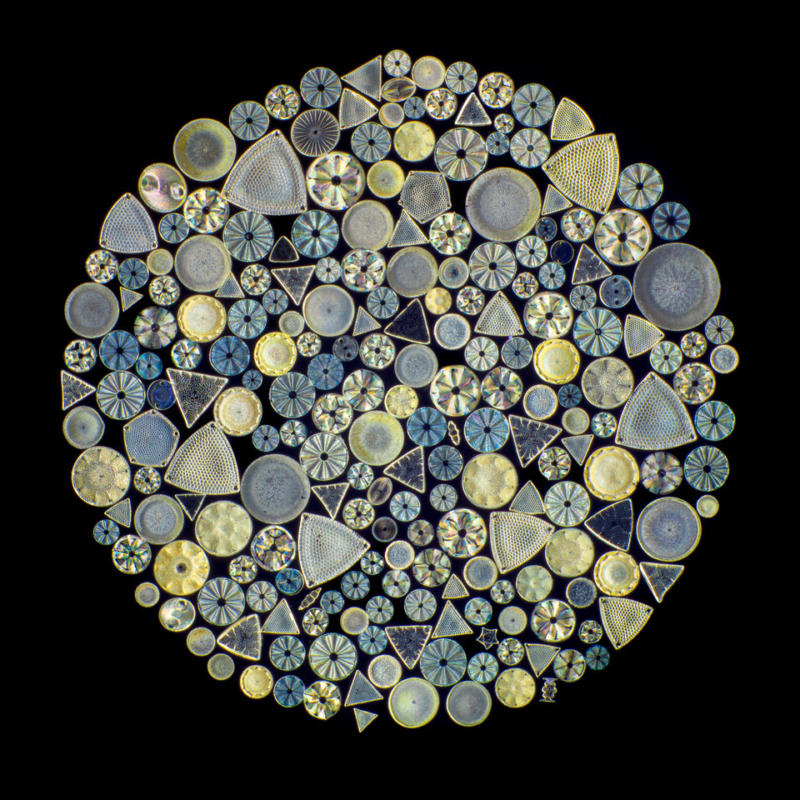 Diatoms, Alex Hyde, digital photomicrograph